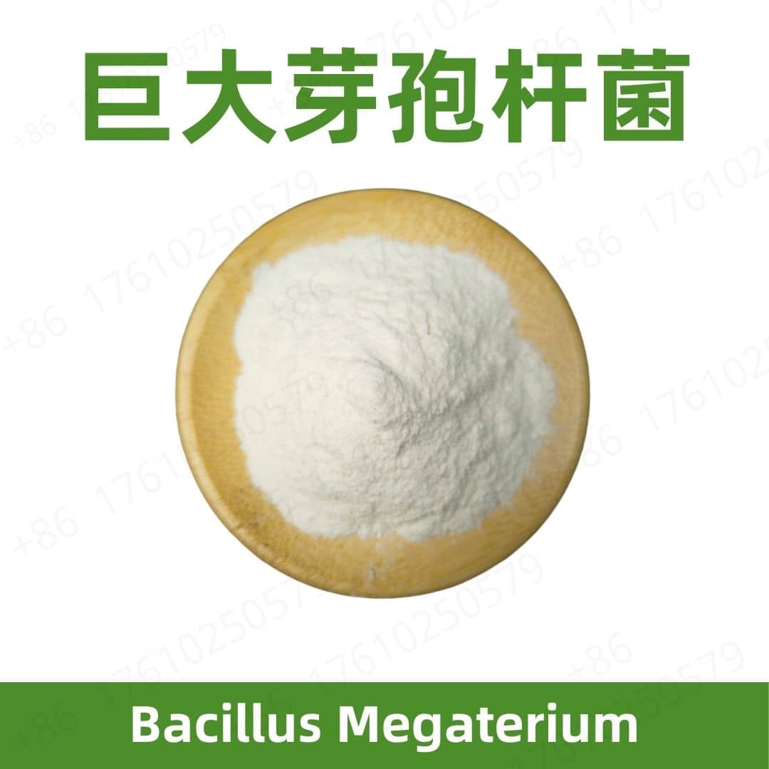 Bacillus Megaterium