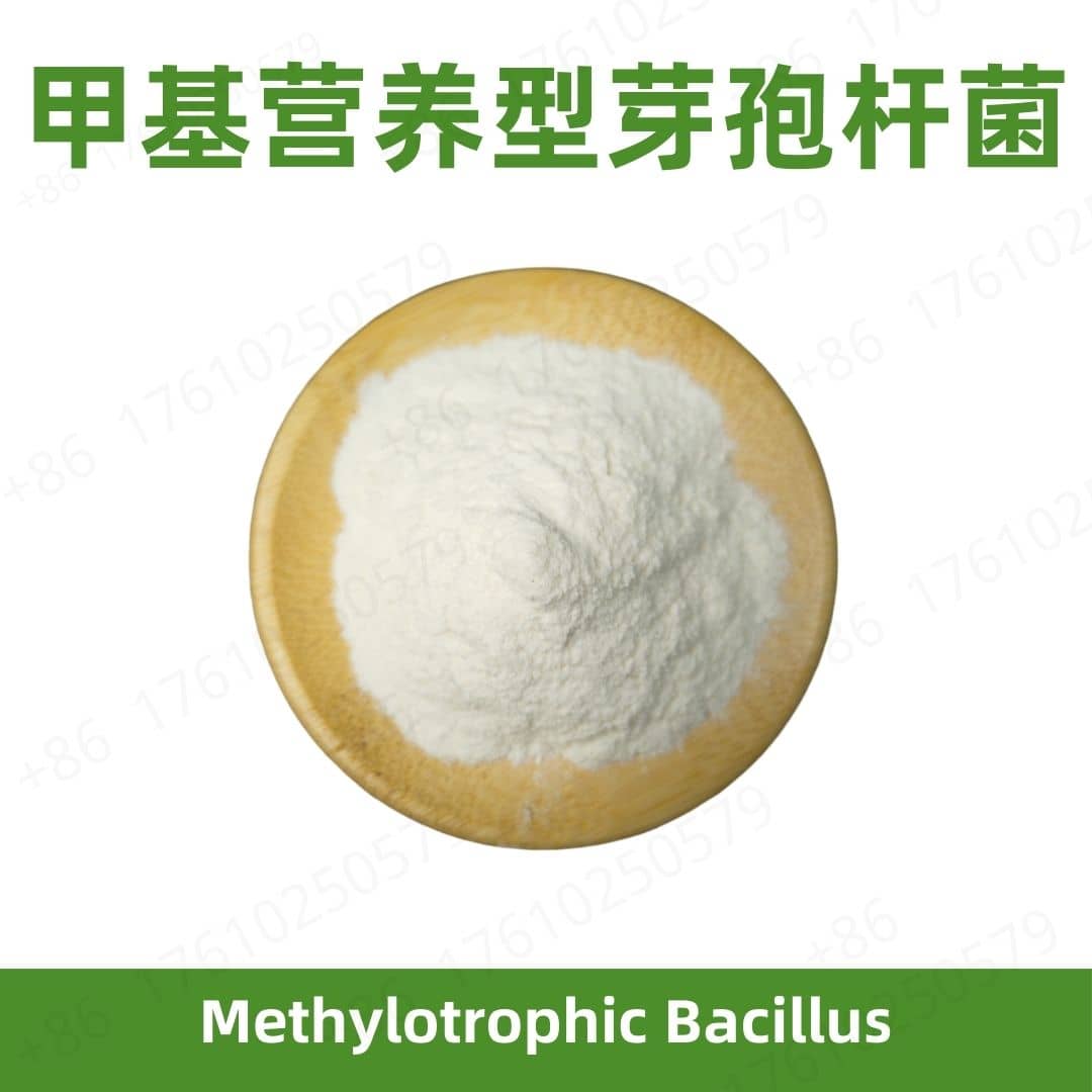 Methylotrophic Bacillus