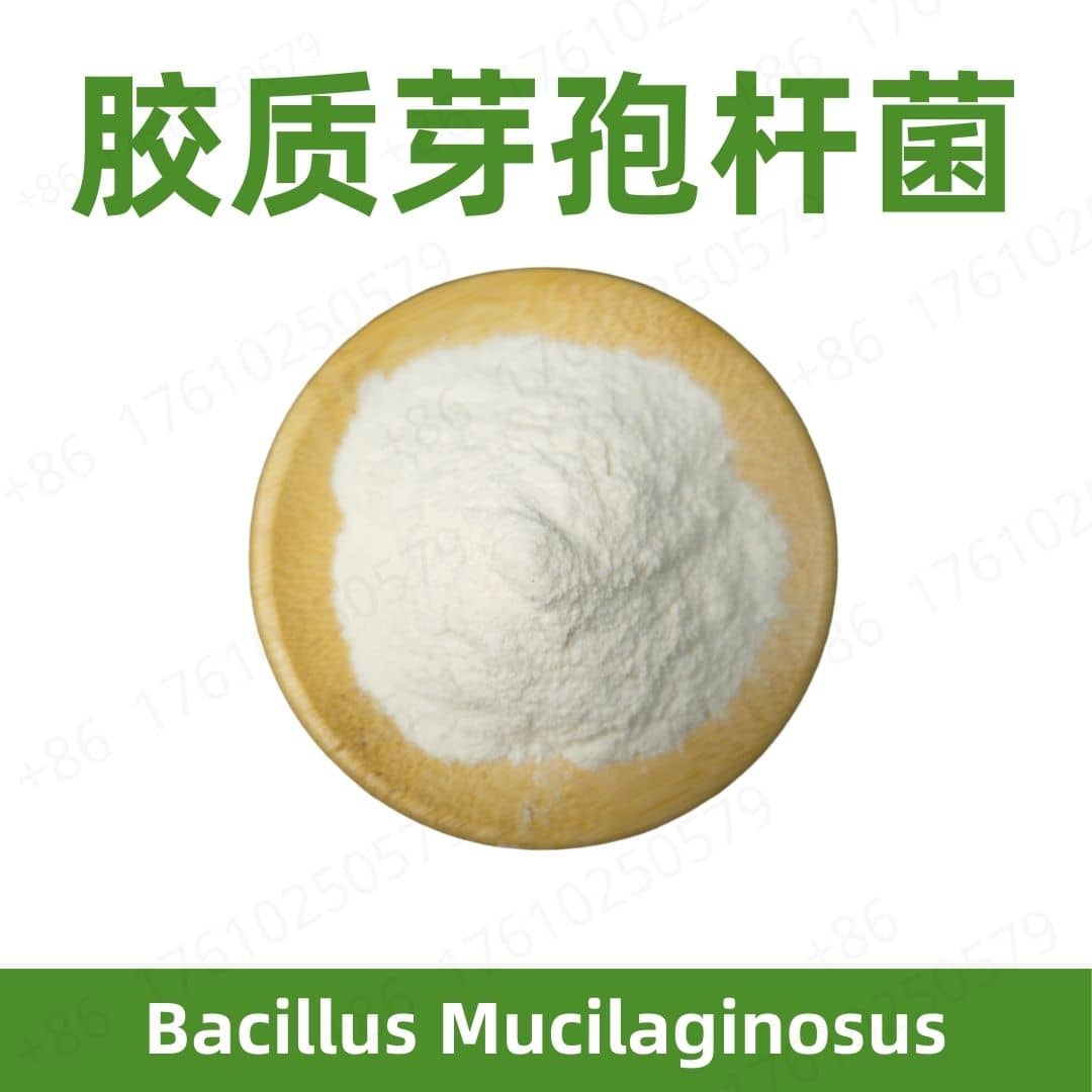 Bacillus Mucilaginosus