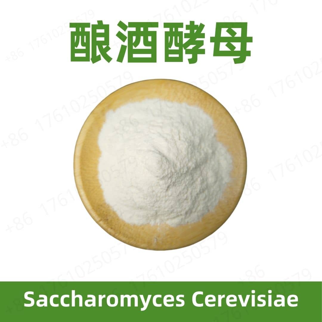 Saccharomyces cerevisiae